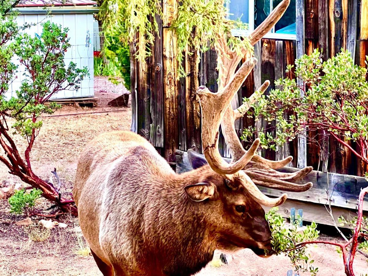 Villa Hidden Gem Retreat In The Heart Of Payson Extérieur photo